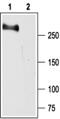 Sodium Voltage-Gated Channel Alpha Subunit 2 antibody, PA5-77722, Invitrogen Antibodies, Western Blot image 