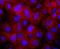  antibody, NBP2-67283, Novus Biologicals, Immunocytochemistry image 