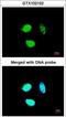 Transcription Factor 25 antibody, LS-C185464, Lifespan Biosciences, Immunocytochemistry image 