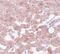 Cell Division Cycle 16 antibody, PA5-20947, Invitrogen Antibodies, Immunohistochemistry paraffin image 