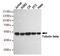 Tubulin antibody, TA347065, Origene, Western Blot image 