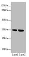 Transmembrane Protein 165 antibody, A61374-100, Epigentek, Western Blot image 
