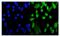 Mediator of RNA polymerase II transcription subunit 9 antibody, A12781, Boster Biological Technology, Immunofluorescence image 