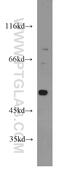 DExD-Box Helicase 39A antibody, 11723-1-AP, Proteintech Group, Western Blot image 