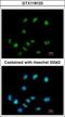 ElaC Ribonuclease Z 1 antibody, GTX118123, GeneTex, Immunocytochemistry image 