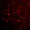 Mitochondrial Antiviral Signaling Protein antibody, orb86814, Biorbyt, Immunofluorescence image 