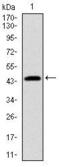PDZ Binding Kinase antibody, MA5-17144, Invitrogen Antibodies, Western Blot image 