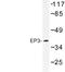 Prostaglandin E Receptor 3 antibody, LS-B14171, Lifespan Biosciences, Western Blot image 