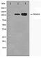 Transcription intermediary factor 1-alpha antibody, TA347529, Origene, Western Blot image 