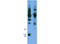 Cyclin D3 antibody, A01744, Boster Biological Technology, Immunoprecipitation image 