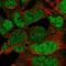 Homeobox D10 antibody, HPA065871, Atlas Antibodies, Immunofluorescence image 