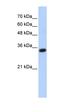 Complement C1q tumor necrosis factor-related protein 4 antibody, orb325742, Biorbyt, Western Blot image 