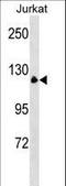 Myelin Transcription Factor 1 antibody, LS-C164730, Lifespan Biosciences, Western Blot image 