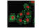 IQ Motif Containing GTPase Activating Protein 1 antibody, 29016S, Cell Signaling Technology, Immunofluorescence image 