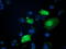 Zinc Finger AN1-Type Containing 2B antibody, LS-C172603, Lifespan Biosciences, Immunofluorescence image 