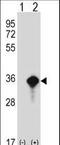 TLE Family Member 5, Transcriptional Modulator antibody, LS-C156126, Lifespan Biosciences, Western Blot image 