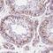 Post-GPI Attachment To Proteins 1 antibody, HPA069704, Atlas Antibodies, Immunohistochemistry frozen image 