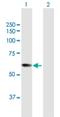 Cleavage And Polyadenylation Specific Factor 7 antibody, H00079869-B01P, Novus Biologicals, Western Blot image 