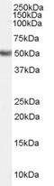 Fatty Acid Desaturase 1 antibody, PA5-18631, Invitrogen Antibodies, Western Blot image 