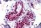 Apurinic/Apyrimidinic Endodeoxyribonuclease 1 antibody, MBS247978, MyBioSource, Immunohistochemistry frozen image 