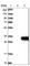 OTU Deubiquitinase, Ubiquitin Aldehyde Binding 2 antibody, HPA002329, Atlas Antibodies, Western Blot image 