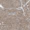 Pyruvate Dehyrogenase Phosphatase Catalytic Subunit 1 antibody, HPA021152, Atlas Antibodies, Immunohistochemistry frozen image 