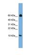 SPT4 Homolog, DSIF Elongation Factor Subunit antibody, orb324757, Biorbyt, Western Blot image 