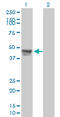 Regulator Of Chromosome Condensation 1 antibody, LS-B6024, Lifespan Biosciences, Western Blot image 