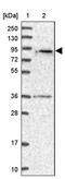 Spermatogenesis Associated 5 Like 1 antibody, PA5-60464, Invitrogen Antibodies, Western Blot image 