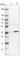 Cilia And Flagella Associated Protein 298 antibody, HPA018453, Atlas Antibodies, Western Blot image 
