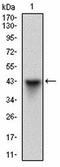 Centrosomal Protein 57 Like 1 antibody, orb341465, Biorbyt, Western Blot image 
