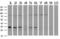 Crystallin Mu antibody, NBP2-02829, Novus Biologicals, Western Blot image 