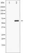 M-phase inducer phosphatase 3 antibody, TA325334, Origene, Western Blot image 