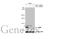 Exportin 1 antibody, GTX135287, GeneTex, Western Blot image 