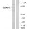 Connector enhancer of kinase suppressor of ras 1 antibody, PA5-49865, Invitrogen Antibodies, Western Blot image 