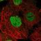 Msx2-interacting protein antibody, NBP2-55635, Novus Biologicals, Immunofluorescence image 