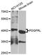 Platelet Derived Growth Factor Receptor Like antibody, STJ111596, St John