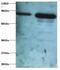 OTU Deubiquitinase, Ubiquitin Aldehyde Binding 1 antibody, LS-C211851, Lifespan Biosciences, Western Blot image 