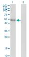 Neuronal Differentiation 2 antibody, H00004761-M01, Novus Biologicals, Western Blot image 