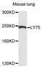 Lymphocyte Antigen 75 antibody, abx135983, Abbexa, Western Blot image 