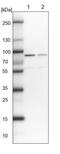 DEAH-Box Helicase 15 antibody, NBP2-13919, Novus Biologicals, Western Blot image 