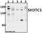 SH3 Domain And Tetratricopeptide Repeats 1 antibody, A17230-1, Boster Biological Technology, Western Blot image 