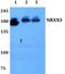 Neurexin 3 antibody, A05791, Boster Biological Technology, Western Blot image 