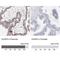 Dual Specificity Phosphatase 9 antibody, NBP1-82641, Novus Biologicals, Immunohistochemistry paraffin image 