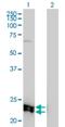 Melanoregulin antibody, H00055686-M01, Novus Biologicals, Western Blot image 