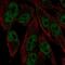 RXR gamma antibody, NBP2-68585, Novus Biologicals, Immunocytochemistry image 
