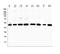 Protein Tyrosine Phosphatase Non-Receptor Type 1 antibody, A00613-1, Boster Biological Technology, Western Blot image 