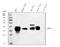 Arginase 1 antibody, A01106, Boster Biological Technology, Western Blot image 
