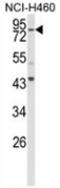 Spartin antibody, AP54016PU-N, Origene, Western Blot image 