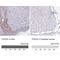 Transcription Factor AP-2 Gamma antibody, NBP2-49170, Novus Biologicals, Immunohistochemistry paraffin image 